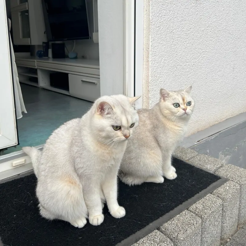 Cover of Iki Kedi bir arada